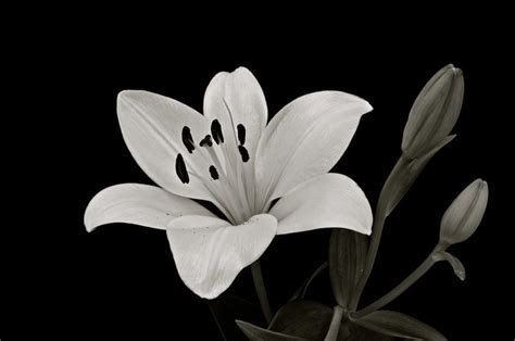 Product details the canvas to create this stretched canvas print, we white calla lilies are grown in the cool climates of colombia and ecuador and make wonderful flowers for bouquets, centerpieces, and popular arrangements. Lily in Black and White | Flickr - Photo Sharing!