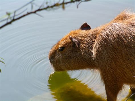 Quanto Custa Uma Capivara De Estimação
