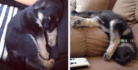 There's no sleeping in when you're a dog owner, german shepherd owner or otherwise. 18 Of The Most Insanely Awkward German Shepherd Sleeping ...