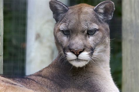 Pumas In Kanada Canadian Tv Host Steve Ecklund Killed A Cougar For A