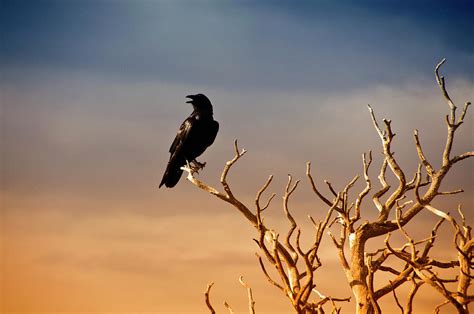 Raven On Sunlit Tree Branches Grand Photograph By Trina Dopp