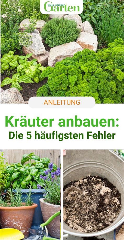 Schaut doch mal vorbei und last ein. Kräuter anbauen: Die 5 häufigsten Fehler in 2020 | Garten ...