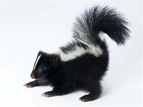 Why Skunks Have Stripes To Point To Fierce Anal Glands