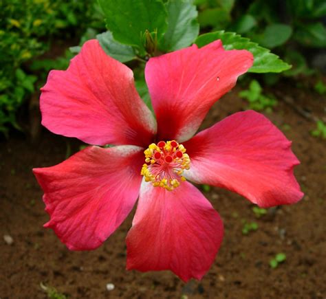 East African Plants A Photo Guide Hibiscus Rosa Sinensis L
