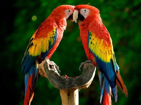 Hormonal Behavior In Parrots How To Pet A Parrot