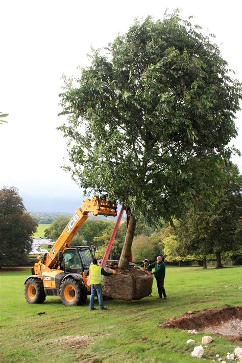 Planting Big Trees What You Need To Know Laptrinhx News