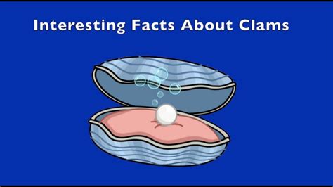 10 Interesting Facts About Clams Youtube