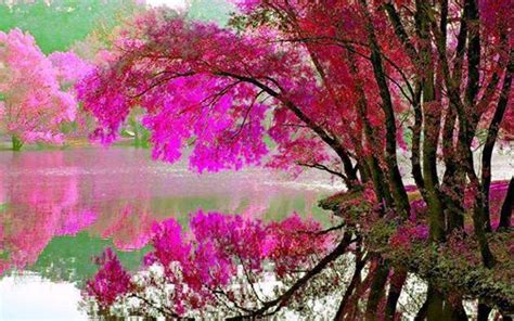 Pink Flowering Tree Reflection In Water Nature Pictures Cool Pictures