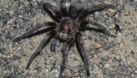 Maybe you would like to learn more about one of these? How Do Tarantulas Eat? | Animals - mom.me