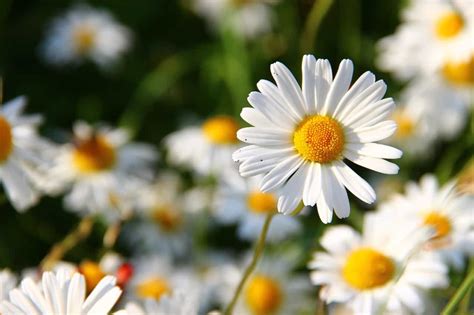 Daisy Flower Meaning and Symbolism - MORFLORA