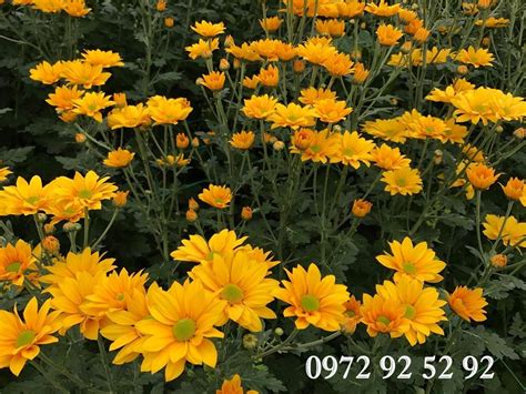 Khám Phá Với Hơn 80 Các Loại Hoa Cúc Vàng Siêu đỉnh Trieuson5
