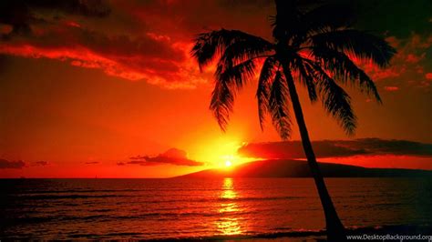 Red Sunset And Palm Beach Wallpapers Beach Pictures And