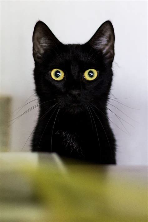 Black Cat Pinterest Pearlxoxoxo Pretty Cats Beautiful Cats