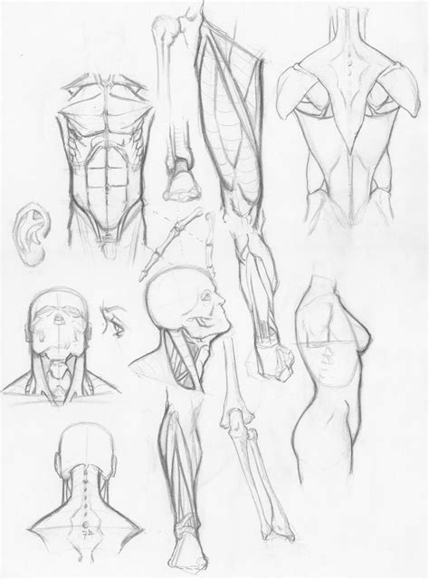 If you look at an artist like harry carmean you can see that while he sometimes is only drawing counters of the body, he is clearly thinking about. Random anatomy sketches by RV1994 on DeviantArt