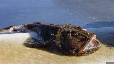 Ceratioidei are distributed throughout the world's oceans below a depth of 300 m. Удильщик