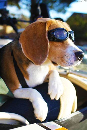 Albert The Beagle Complete With Doggles Tools Along The Streets Of