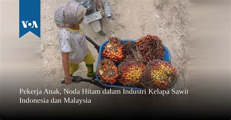 Dengan melakukan beberapa kaedah penyelidikan dan memahami pewarisan bentuk buah kelapa. Pekerja Anak, Noda Hitam dalam Industri Kelapa Sawit ...
