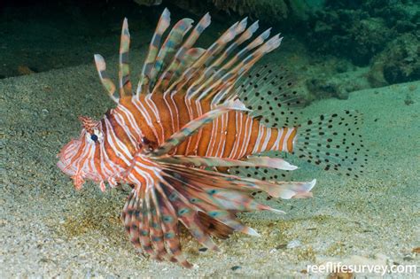 Pterois Volitans Red Firefish