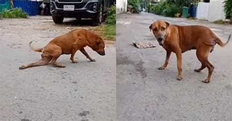 Dog Fakes A Broken Leg To Get Attention And Food From Passers By