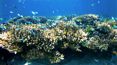 Ningaloo Reef Exmouth Wa Explore The Underwater Wonders In