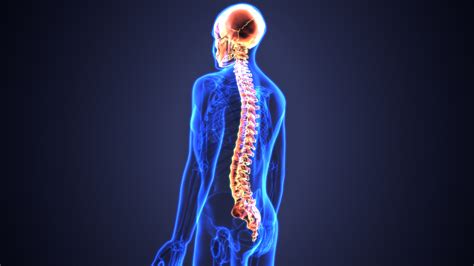 Spinal Cord Injury What Happens During An Accident Meds Chrome