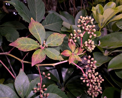 So, to answer your question, virginia creeper does cause a rash for some people but not nearly as many people as poison ivy does and not as. MadSnapper: Virginia Creeper News Alert