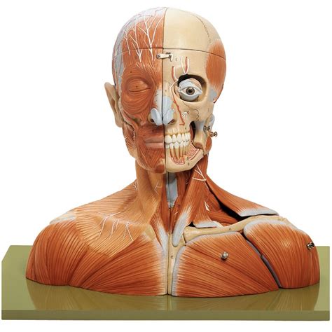 Somso® Human Head And Neck Model