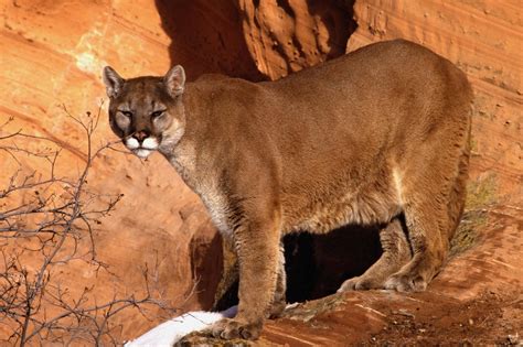 Cougar Hd Wallpaper Background Image 2000x1333 Id376850