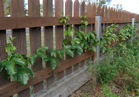 My Edible Fruit Trees Passionfruit Vines Nsw