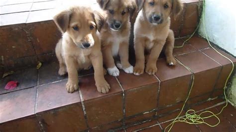 Cute Stray Puppies Need Homes Youtube