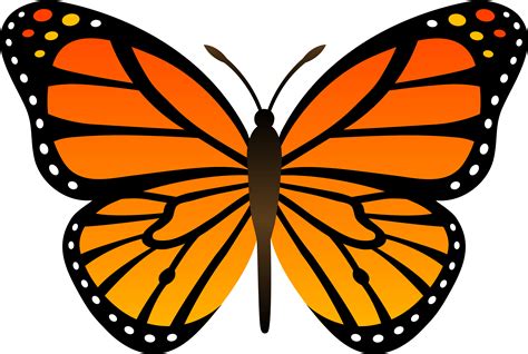 Monarch Butterflies Png
