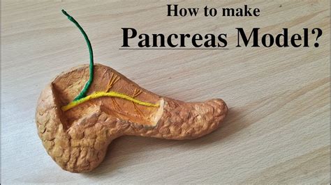 Making Pancreas Model Youtube