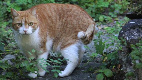 Langhaarige katzenrassen benötigen einige zeit für die fellpflege und haaren besonders im fellwechsel stark. Meine Katze markiert im Haus | Zoohandlung