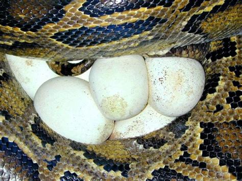 Burmese Python Cool And Interesting Facts For Kids Fun Facts For