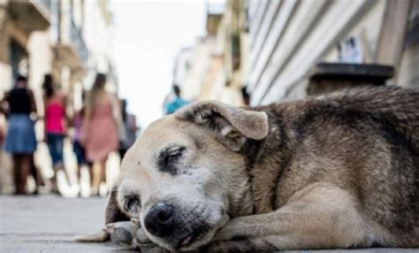 Como Ayudar A Los Perros De La Calle Noticias Del Perro