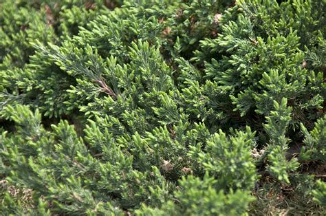 15 Best Evergreen Ground Cover Plants
