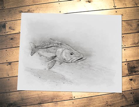Snook Art Sketch Print A Great Snook Fisherman T Etsy Uk