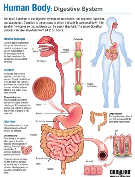 Infographic Human Body Endocrine System Human Body Anatomy Human