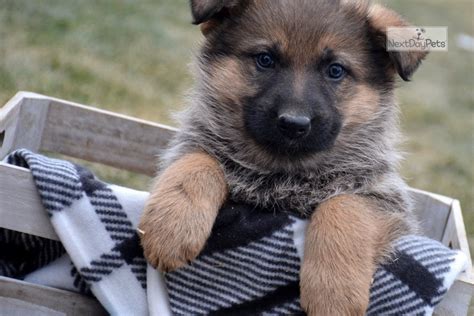 Female Four Gsd German Shepherd Puppy For Sale Near Fort Wayne