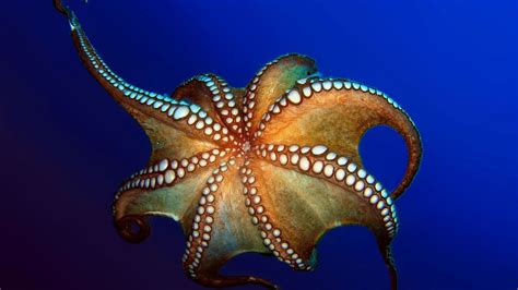 How Octopuses Work Howstuffworks