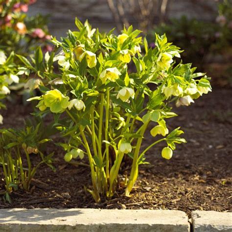 These shade perennials will brighten any dark corner of your garden, including the spots where the sun doesn't reach. The Best Perennials for Your Yard | Shade plants, Early ...