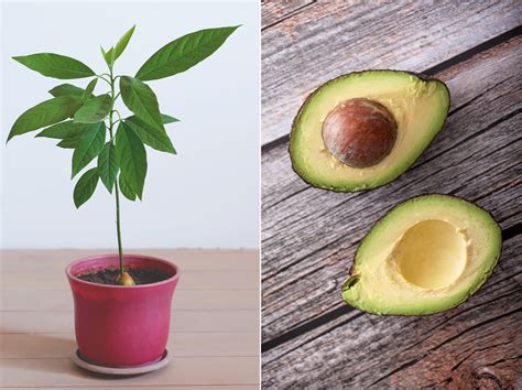 How To Grow An Avocado Tree At Home