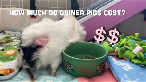 How Much Do Guinea Pigs Cost Youtube