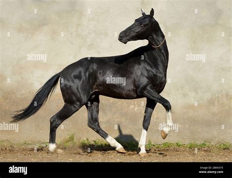 Magnificent Black Akhal Teke Stallion With Four White Legs Running And
