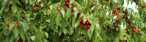 Cherry Fruit Trees Hd Wallpaper Cherries Sour Cherries Fruit Fruits