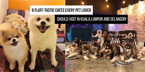 No.2,, jalan medan perwira, 45000 kuala selangor, selangor, malaysia. 8 Fluff-tastic Cafes Every Pet Lover Should Visit in Kuala ...