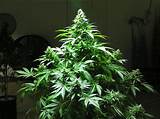 How To Grow Medical Marijuana Indoors