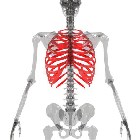 Rib Cage Of Human Skeleton System Anatomy X Ray 3d Rendering Stock