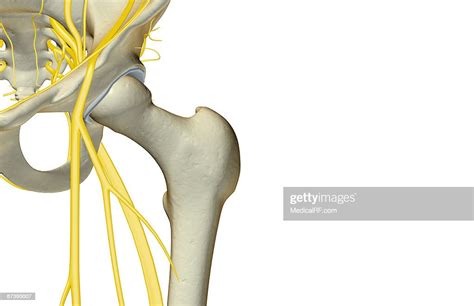 The Nerves Of The Hip High Res Vector Graphic Getty Images
