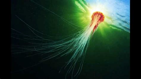 You See Animal 2 Colorful Light Jellyfish In The Deep
